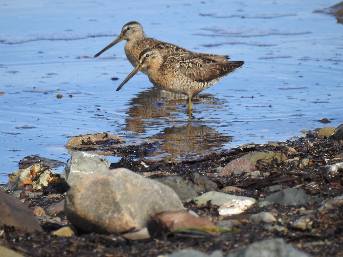 Short-billed Dowitcher - Fred MacKenzie