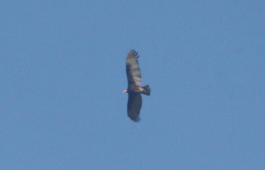 Lesser Yellow-headed Vulture - ML107712601