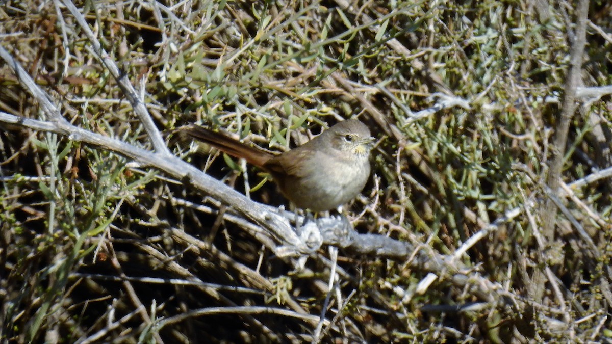 Sharp-billed Canastero - ML107713491