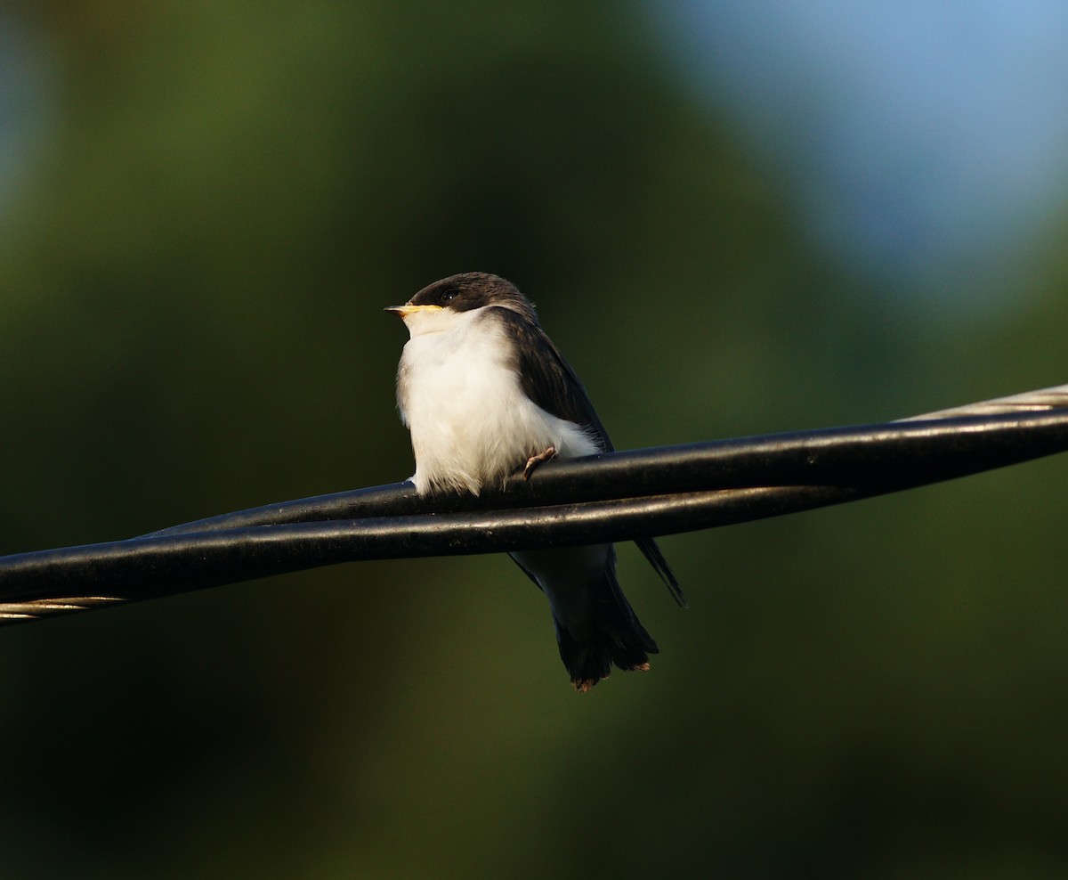 Hirondelle bicolore - ML107713501