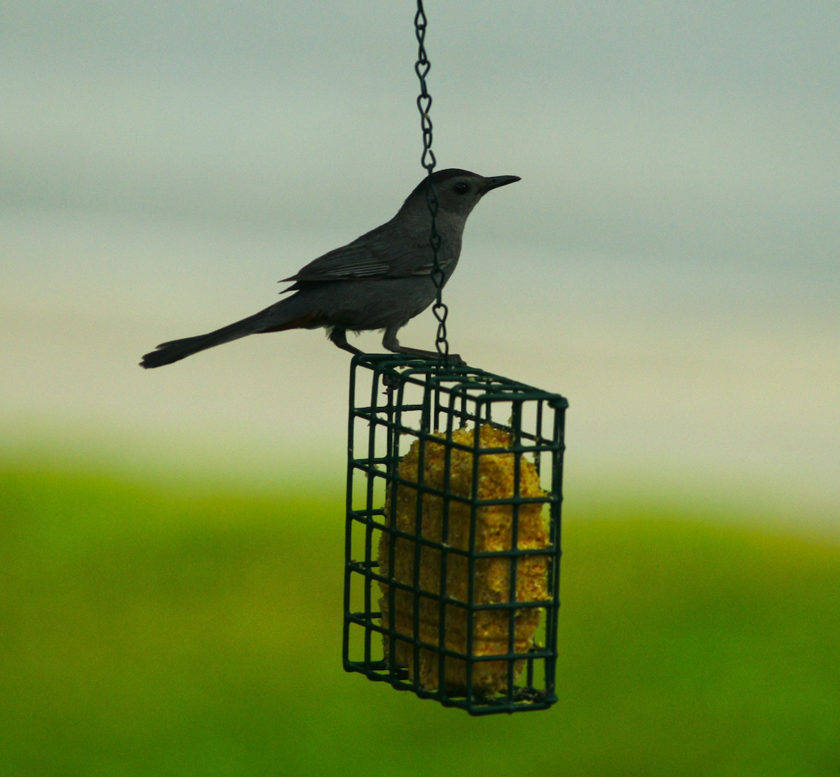 Gray Catbird - Claudia Siano