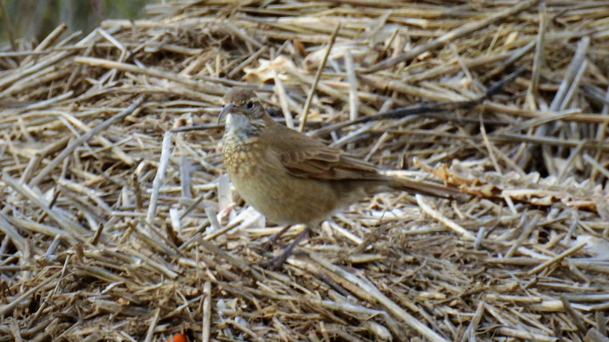Scale-throated Earthcreeper - ML107713601