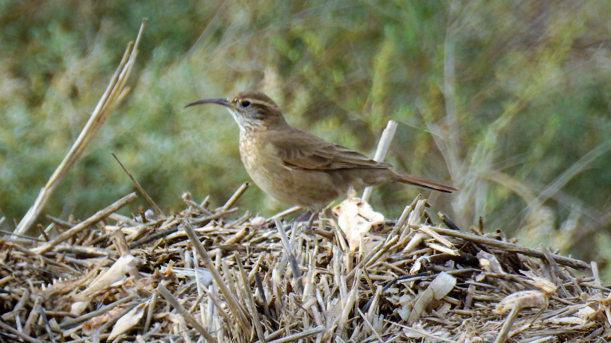 Scale-throated Earthcreeper - ML107713611