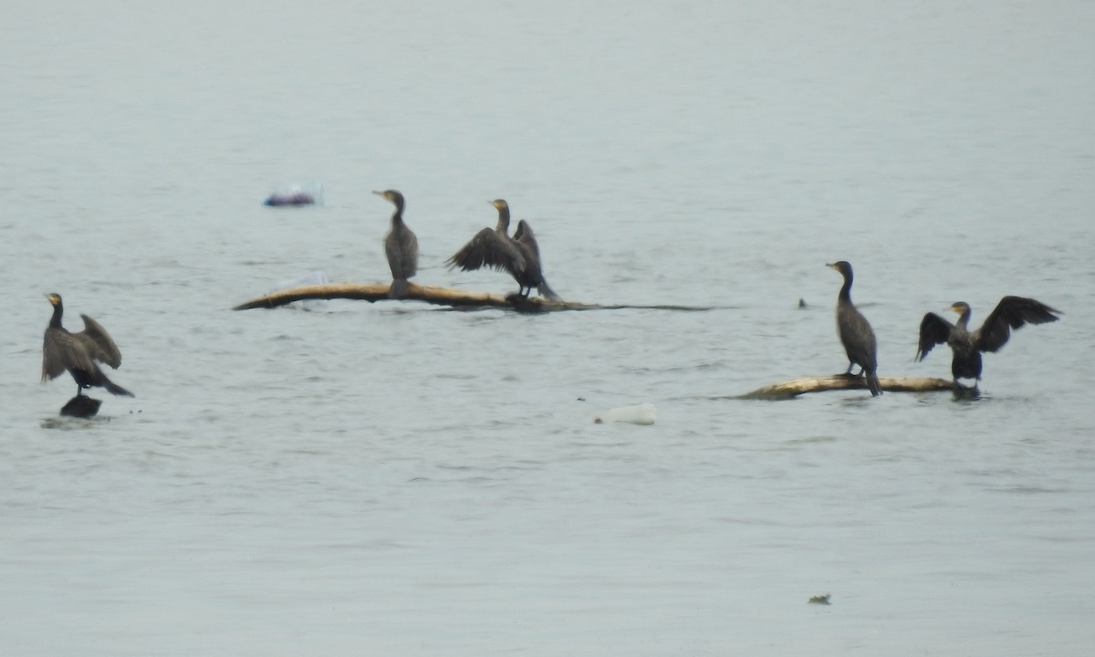 Great Cormorant (Eurasian) - ML107715601