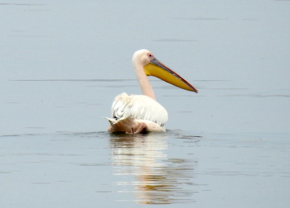 Great White Pelican - ML107716041