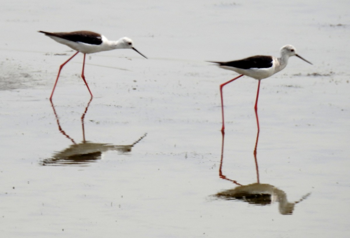 Black-winged Stilt - ML107716731