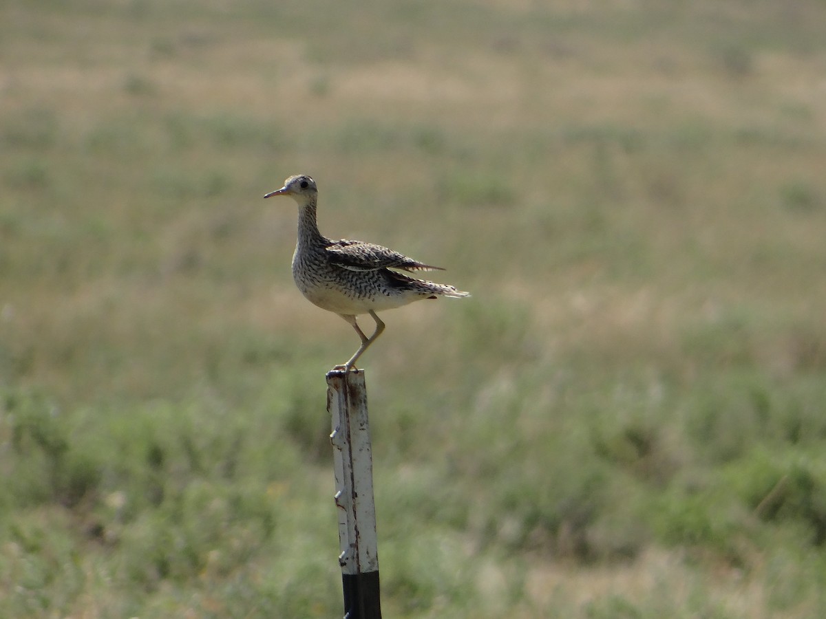 Upland Sandpiper - ML107717641