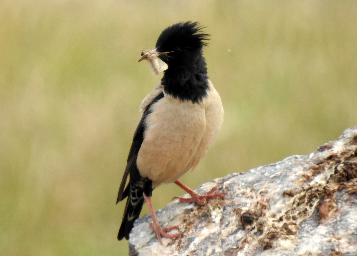 Rosy Starling - ML107718431