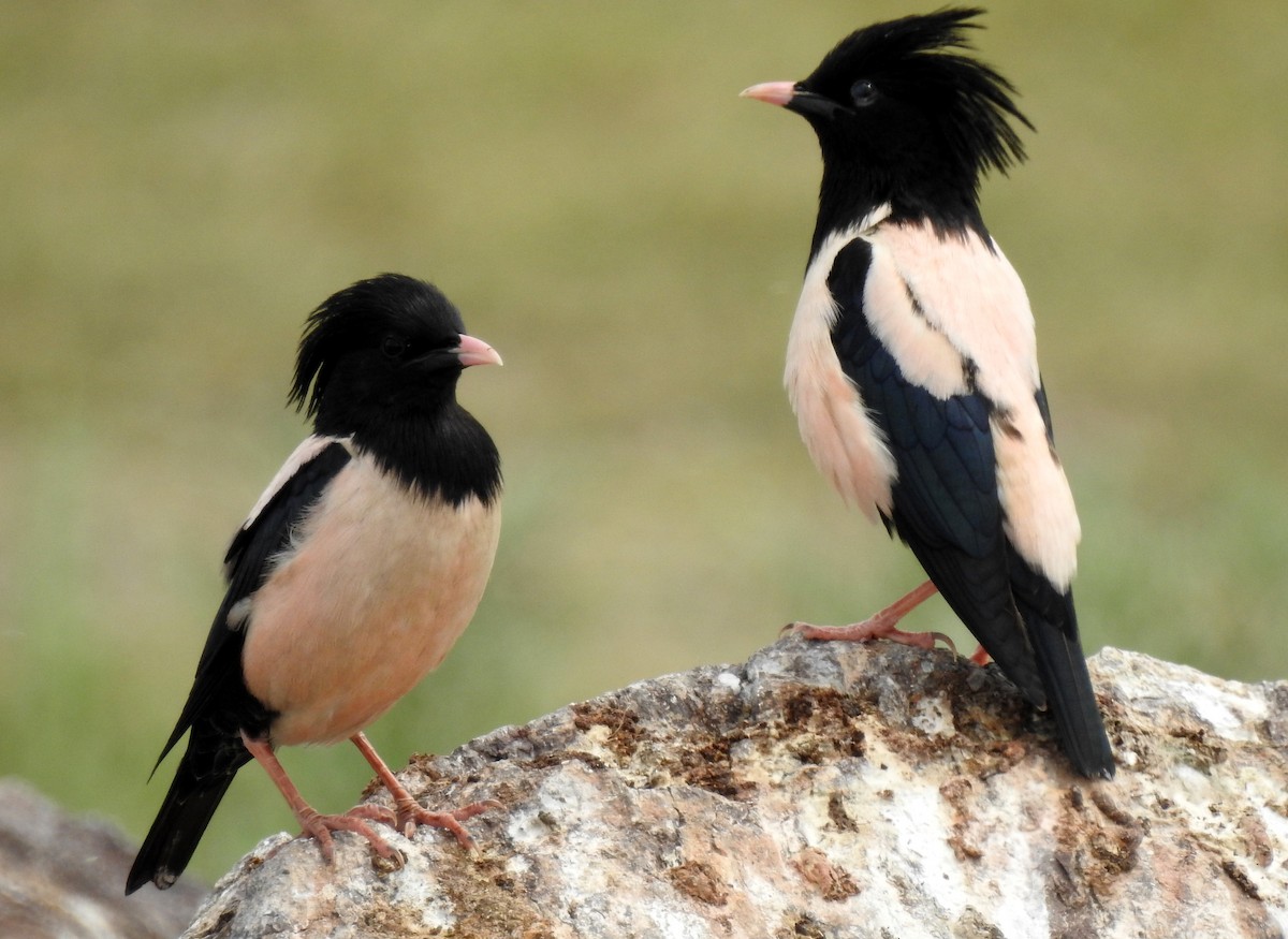 Rosy Starling - ML107718441