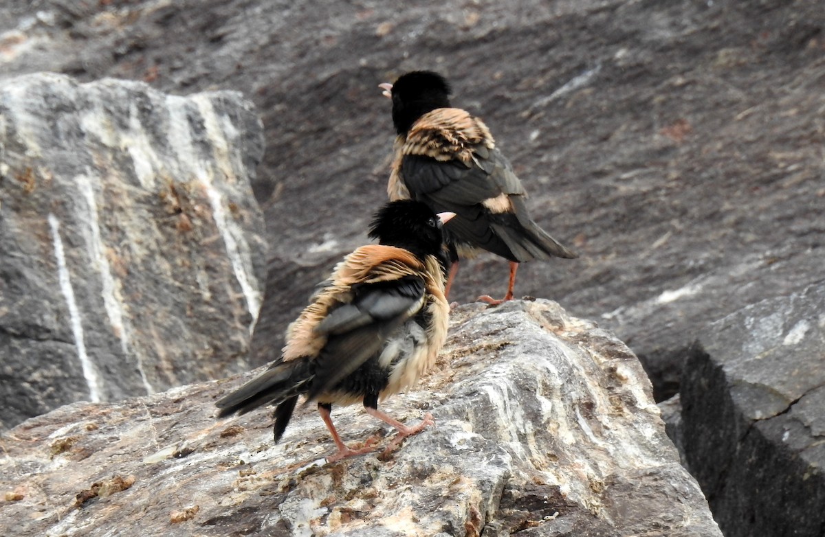 Rosy Starling - ML107718691