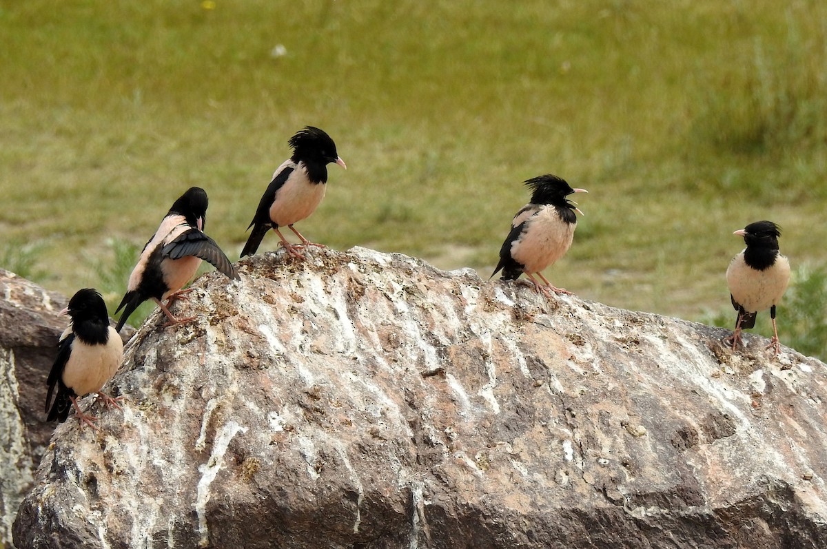 Rosy Starling - ML107718701