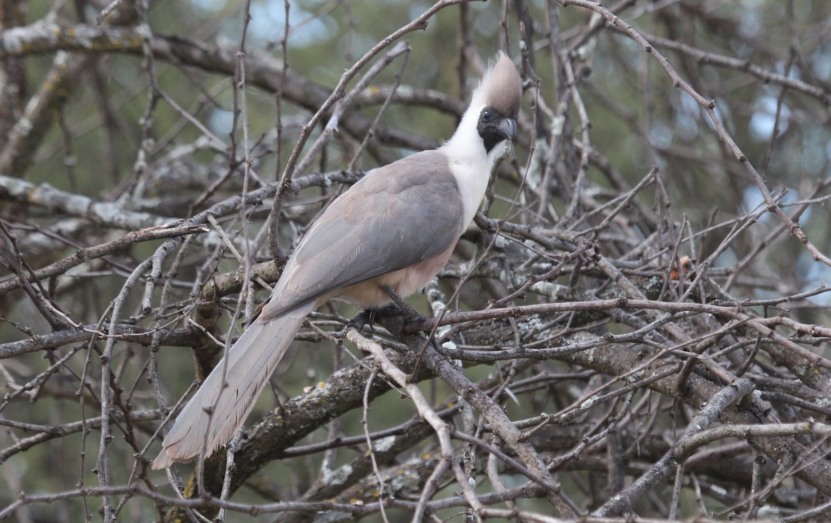 Bare-faced Go-away-bird (Black-faced) - Alexander Lees