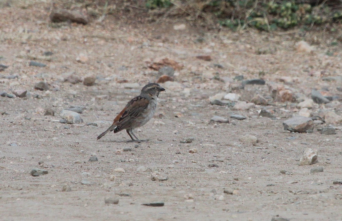 Kenya Rufous Sparrow - ML107718901