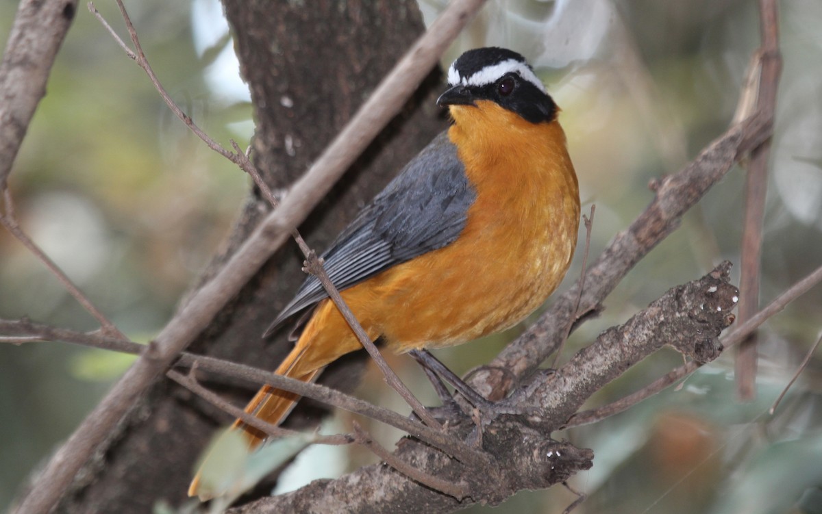 White-browed Robin-Chat - ML107718931