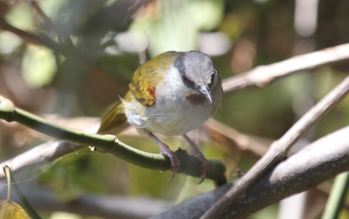 Gray-capped Warbler - ML107719141