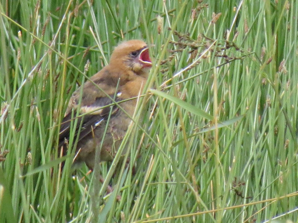 Yellow-headed Blackbird - ML107719701