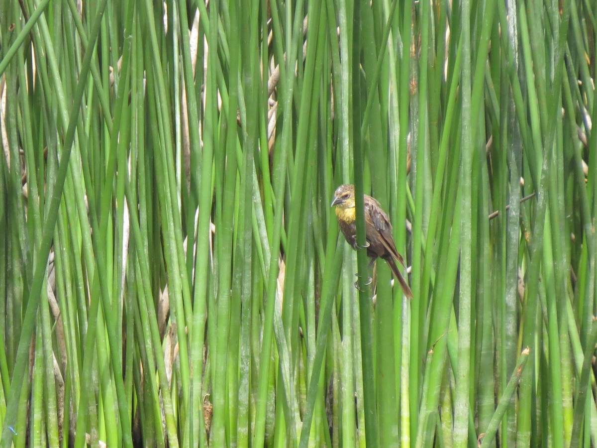 Yellow-headed Blackbird - ML107719741