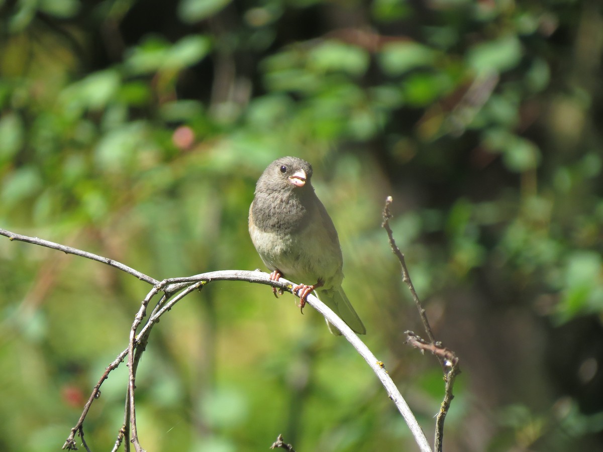 strnadec zimní - ML107720291