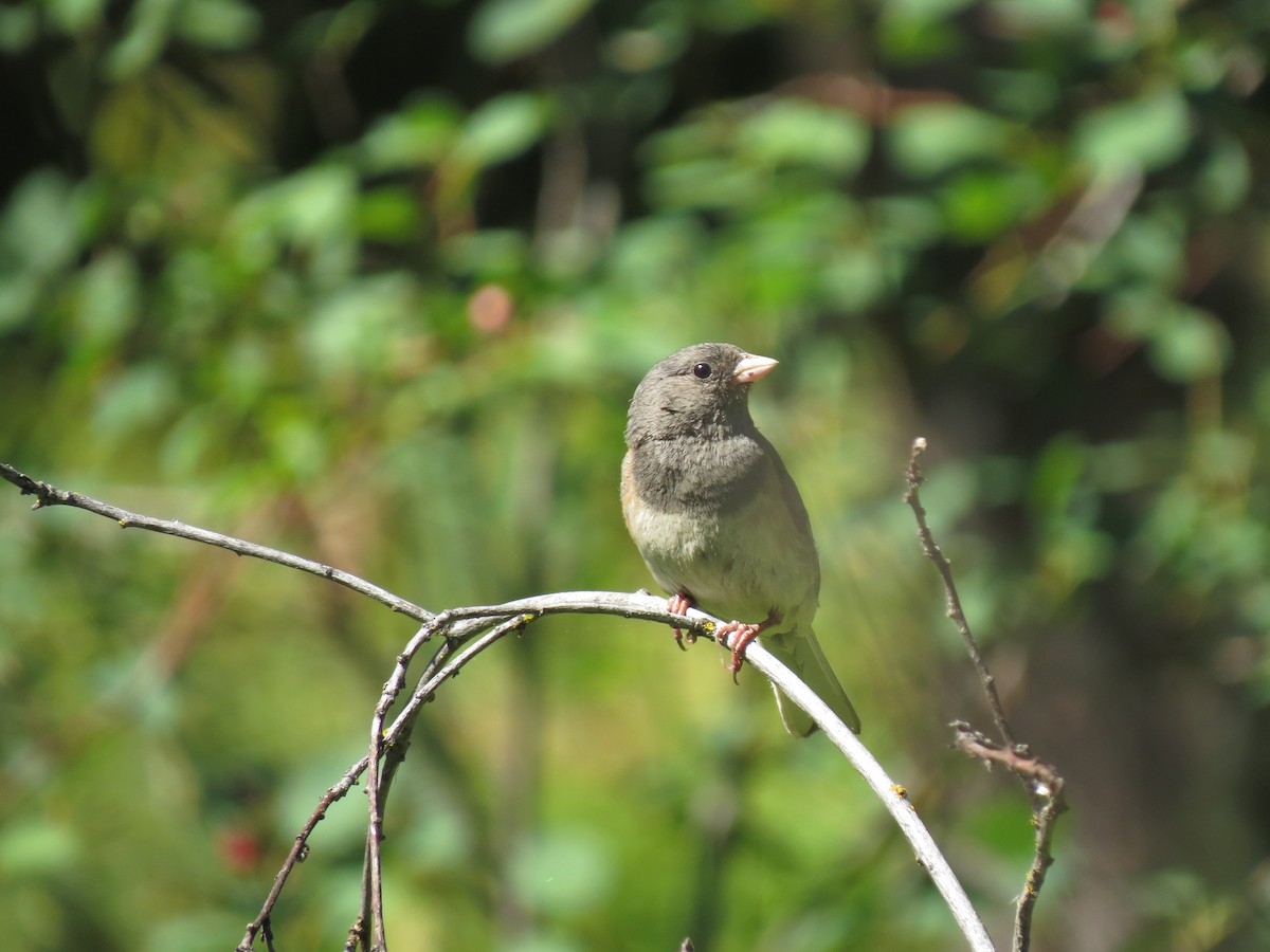 strnadec zimní - ML107720401