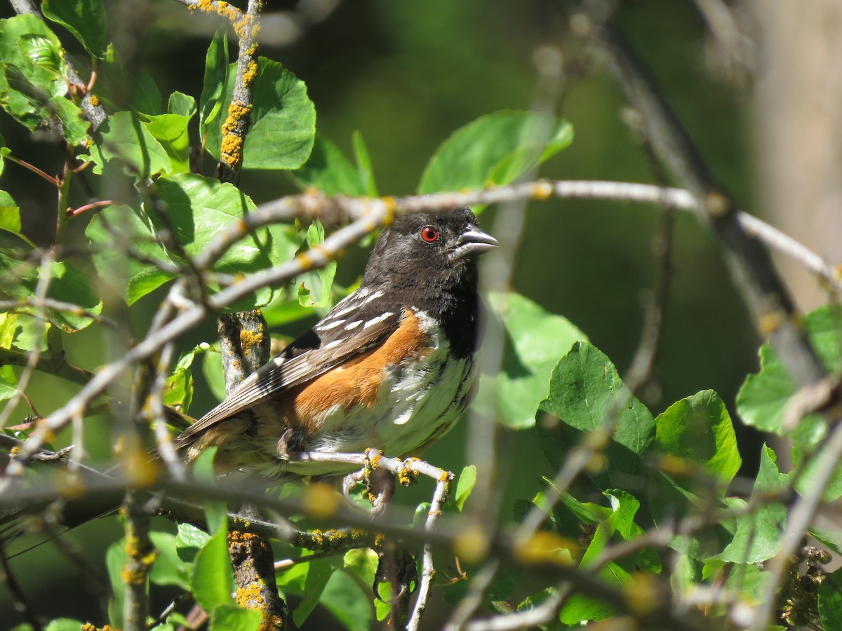 Spotted Towhee - ML107720481