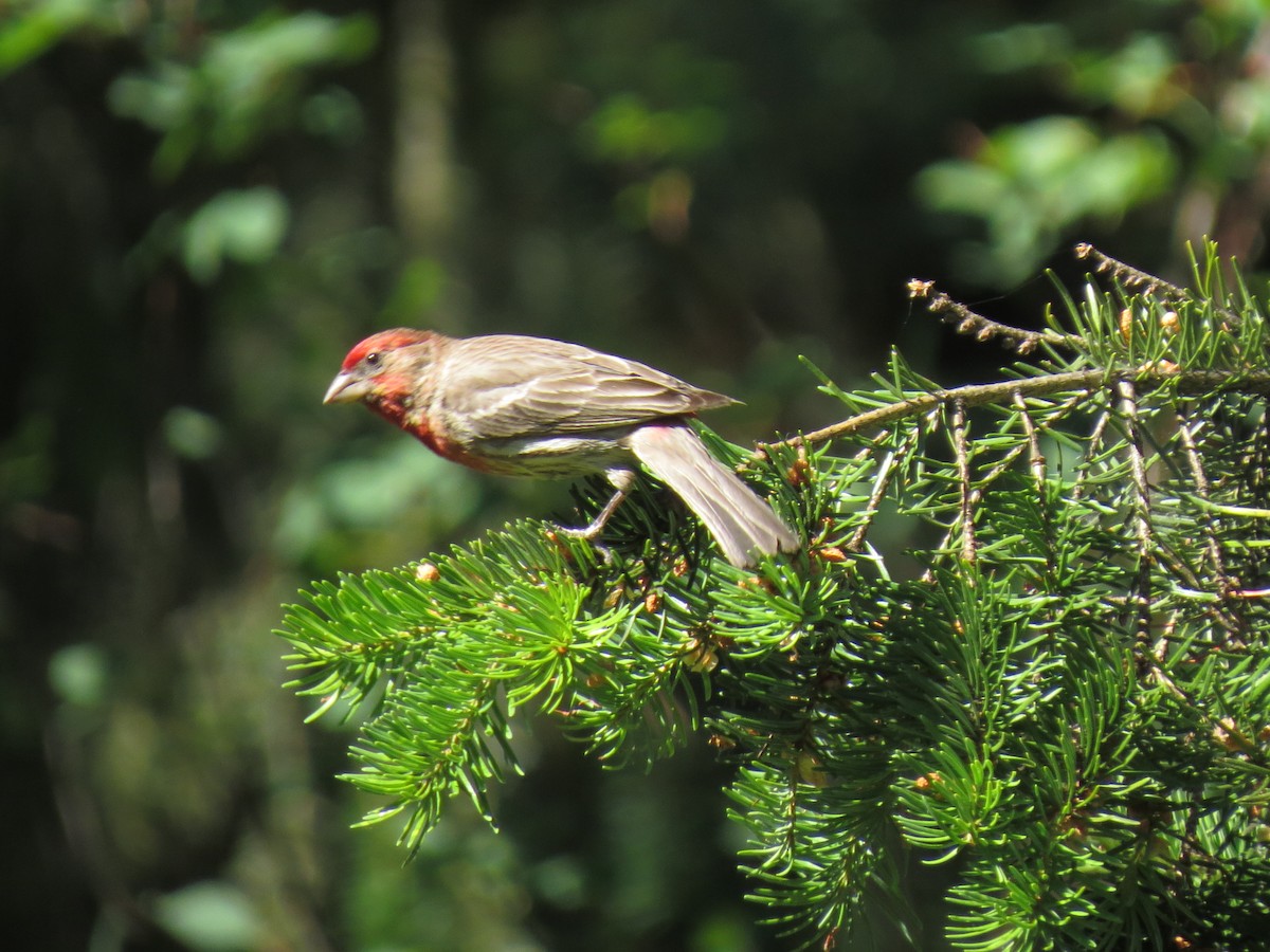 hýl rudoprsý - ML107720561