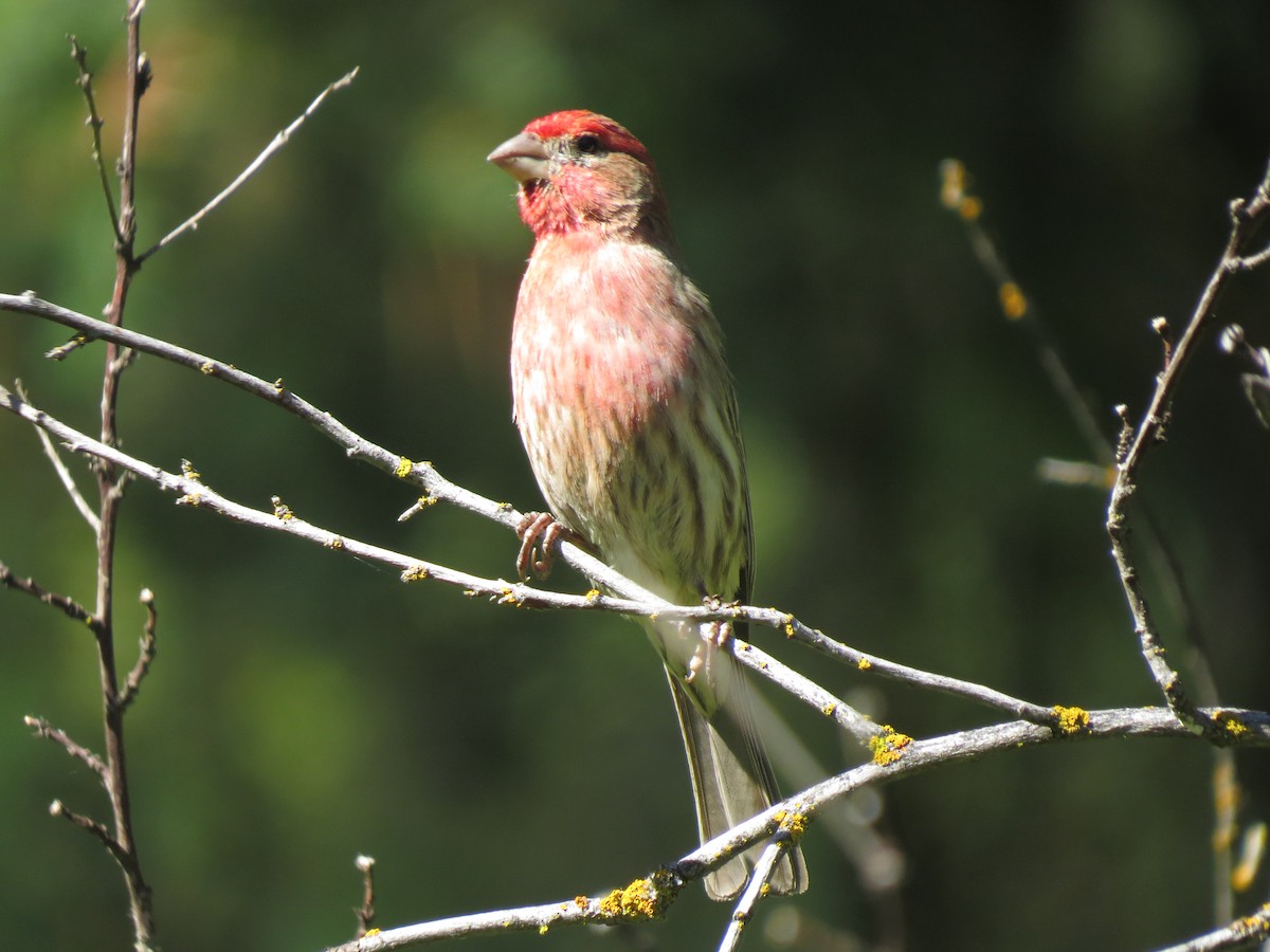 hýl rudoprsý - ML107720571