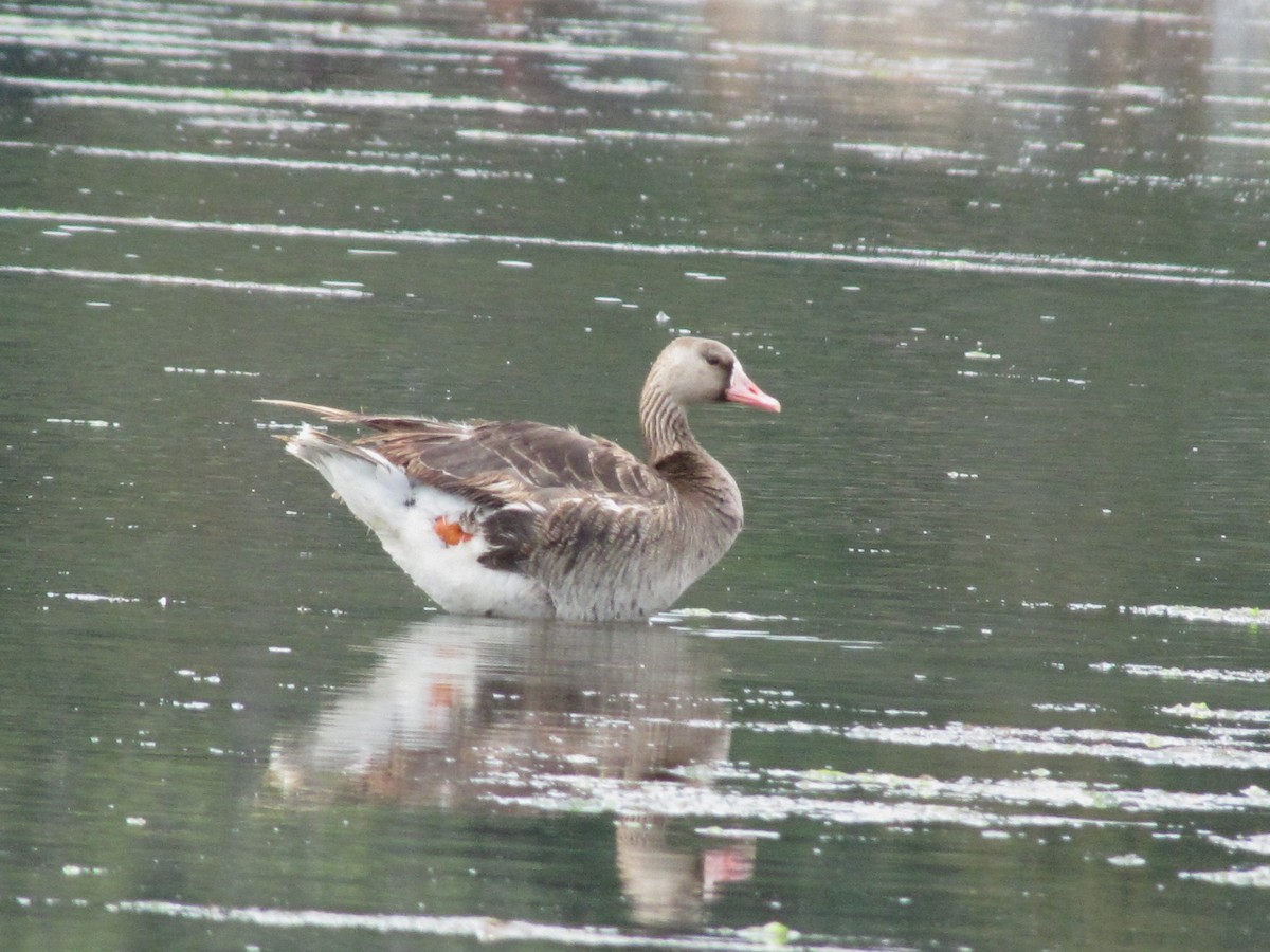 Greater White-fronted Goose - ML107721001
