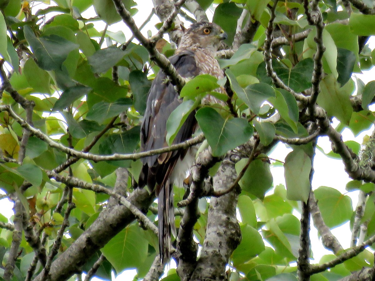 Cooper's Hawk - Norman Uyeda