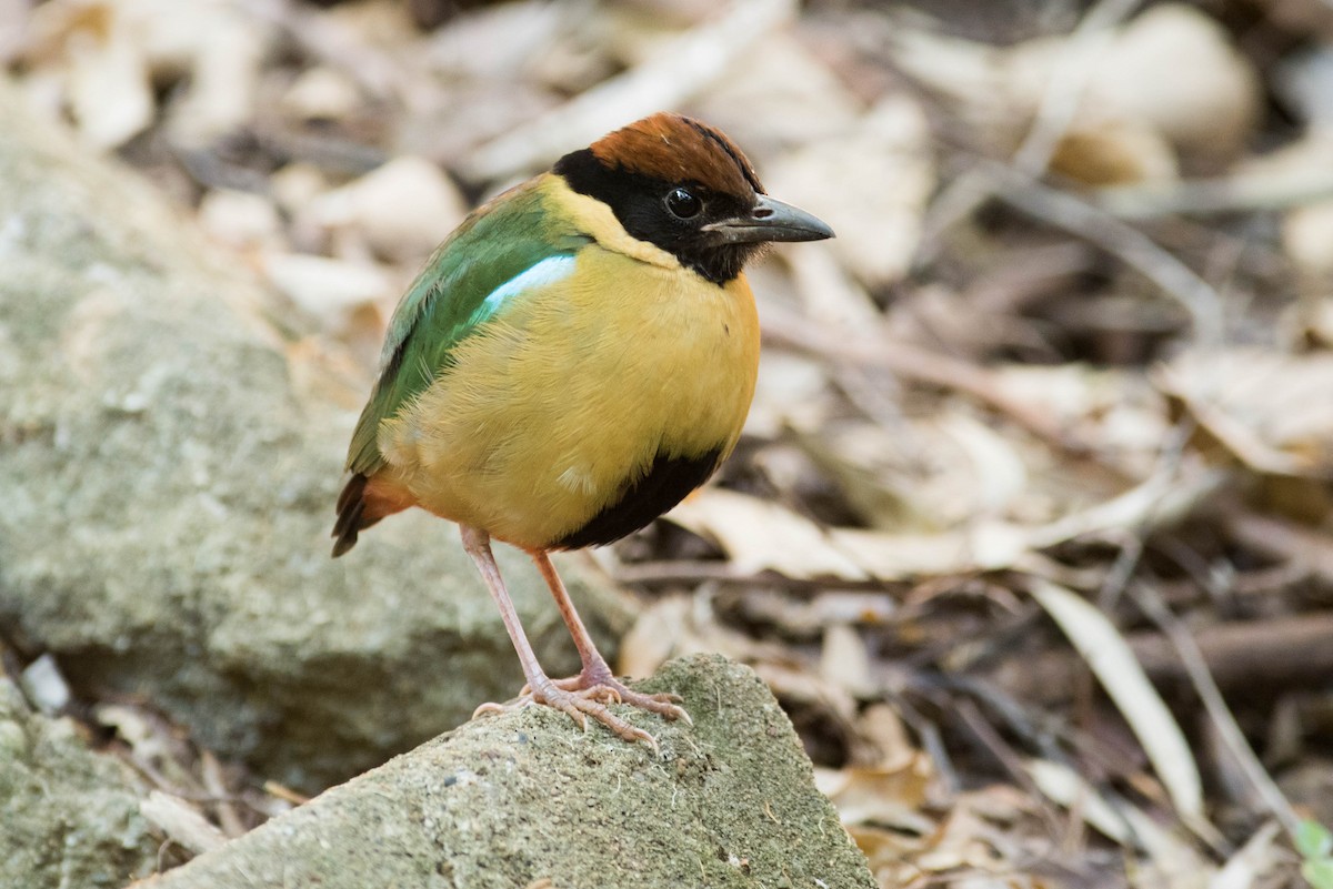 Noisy Pitta - Peter Taylor