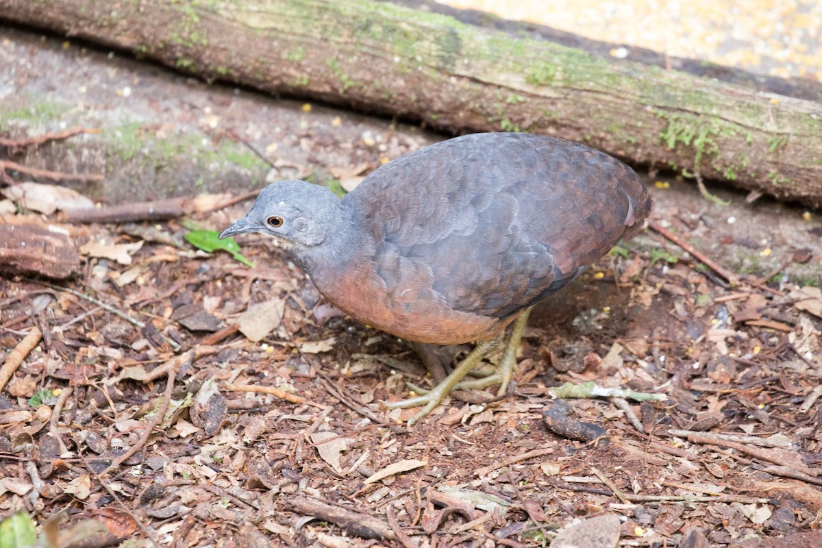 Little Tinamou - ML107721691