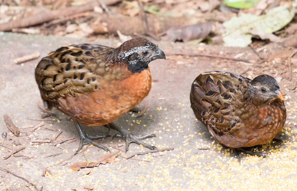 Rufous-breasted Wood-Quail - Linda Rudolph