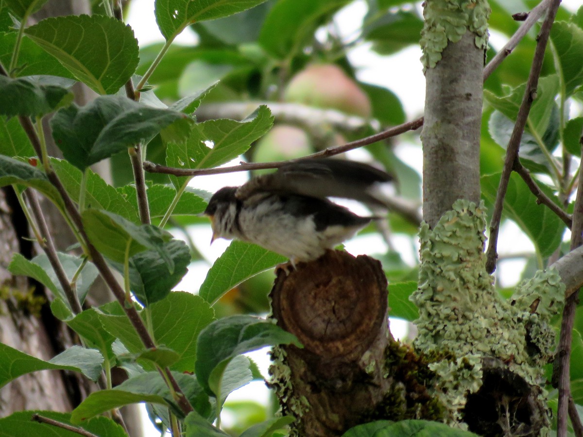 Hirondelle à face blanche - ML107721761