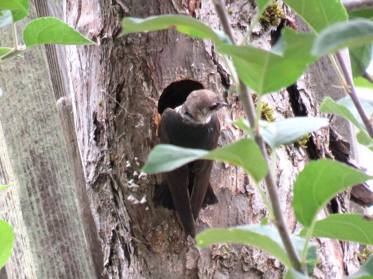 Hirondelle à face blanche - ML107721771