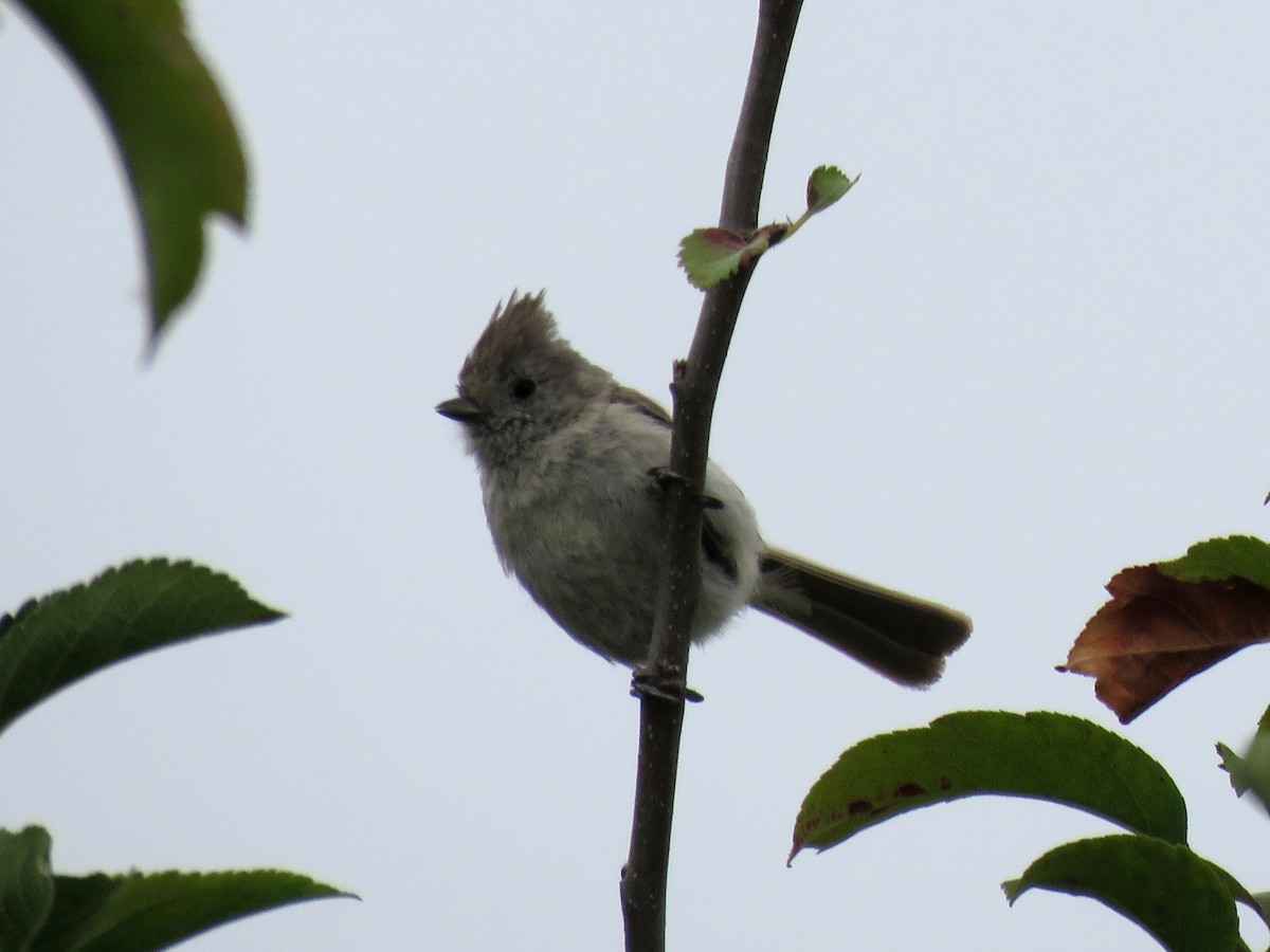 Oak Titmouse - ML107721851