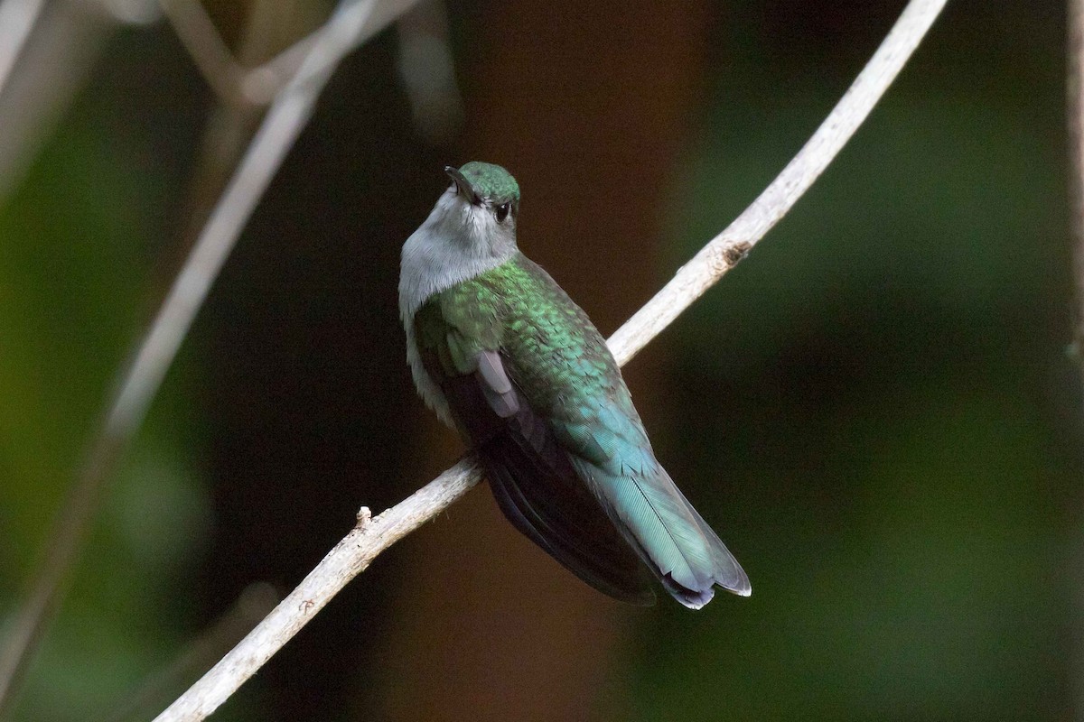 Colibrí Pechigrís - ML107722271