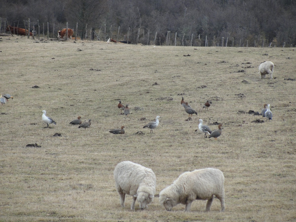 Upland Goose - ML107722891