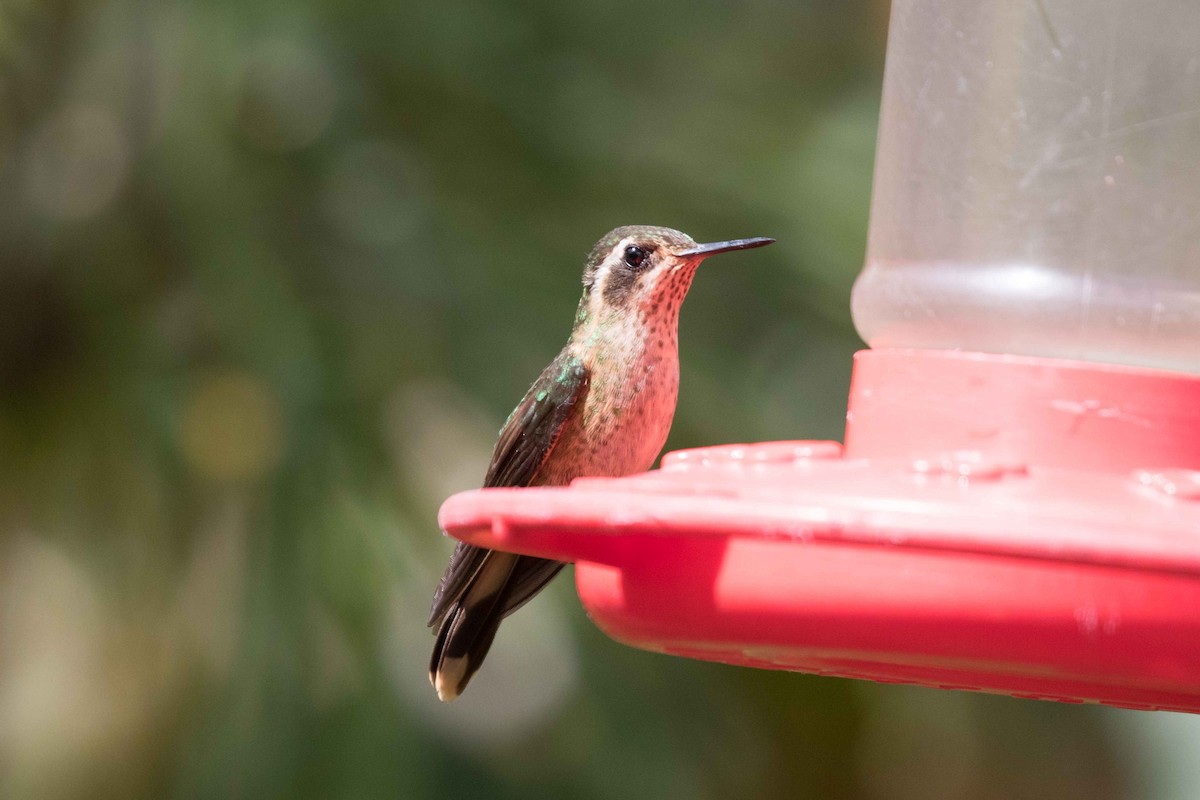 Speckled Hummingbird - Linda Rudolph