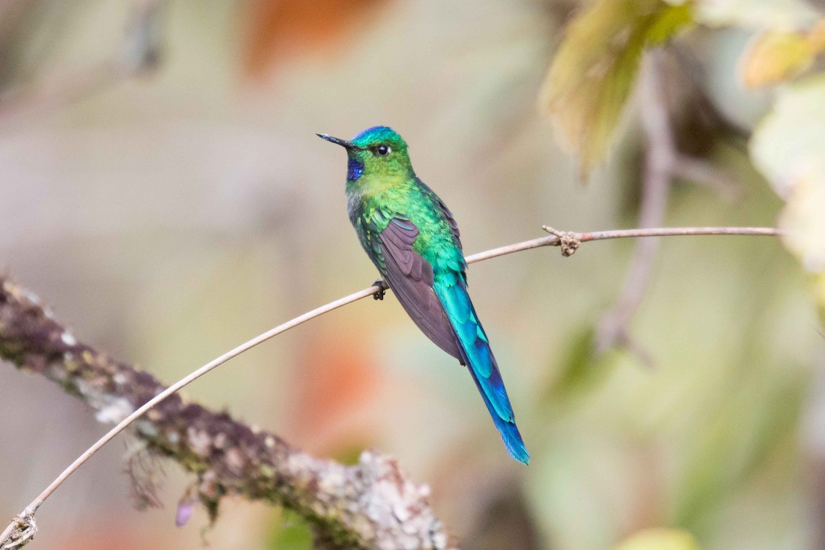 Long-tailed Sylph - Linda Rudolph