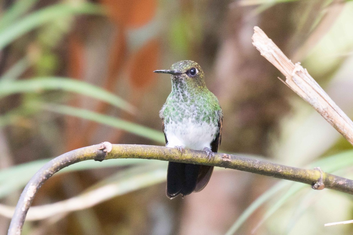 Greenish Puffleg - ML107723671