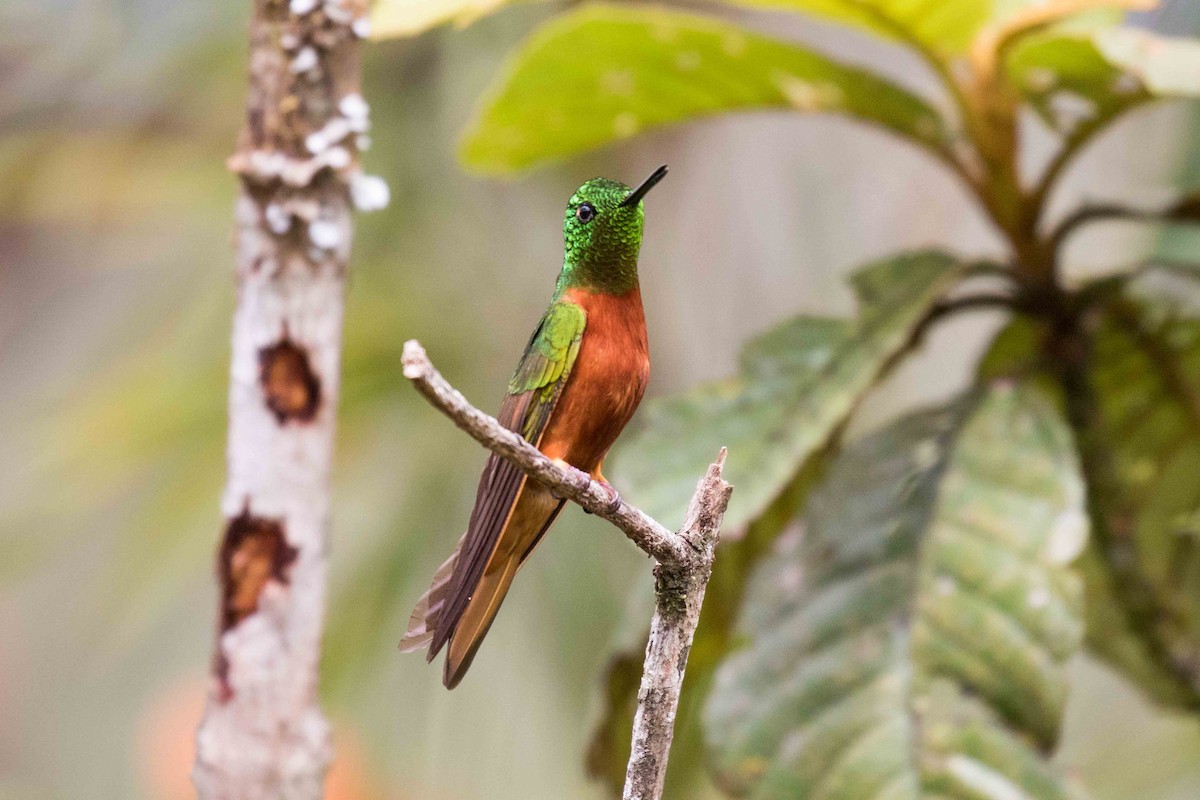 kolibřík peruánský - ML107723741