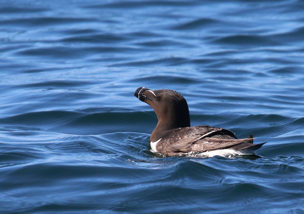 Razorbill - ML107724941