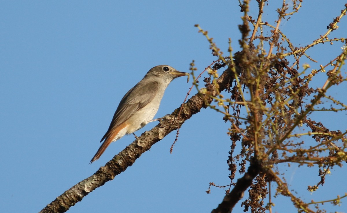 Rusty-tailed Flycatcher - ML107724951