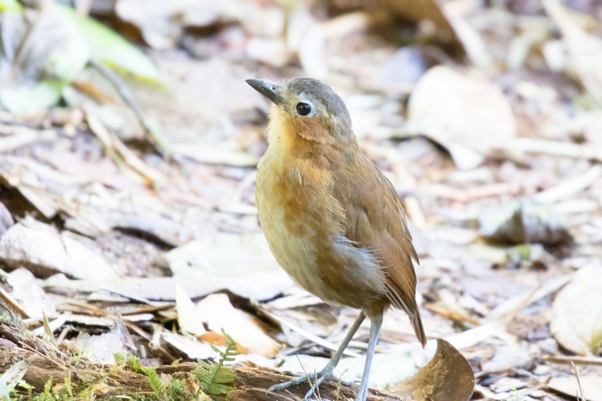 Rusty-tinged Antpitta - Linda Rudolph