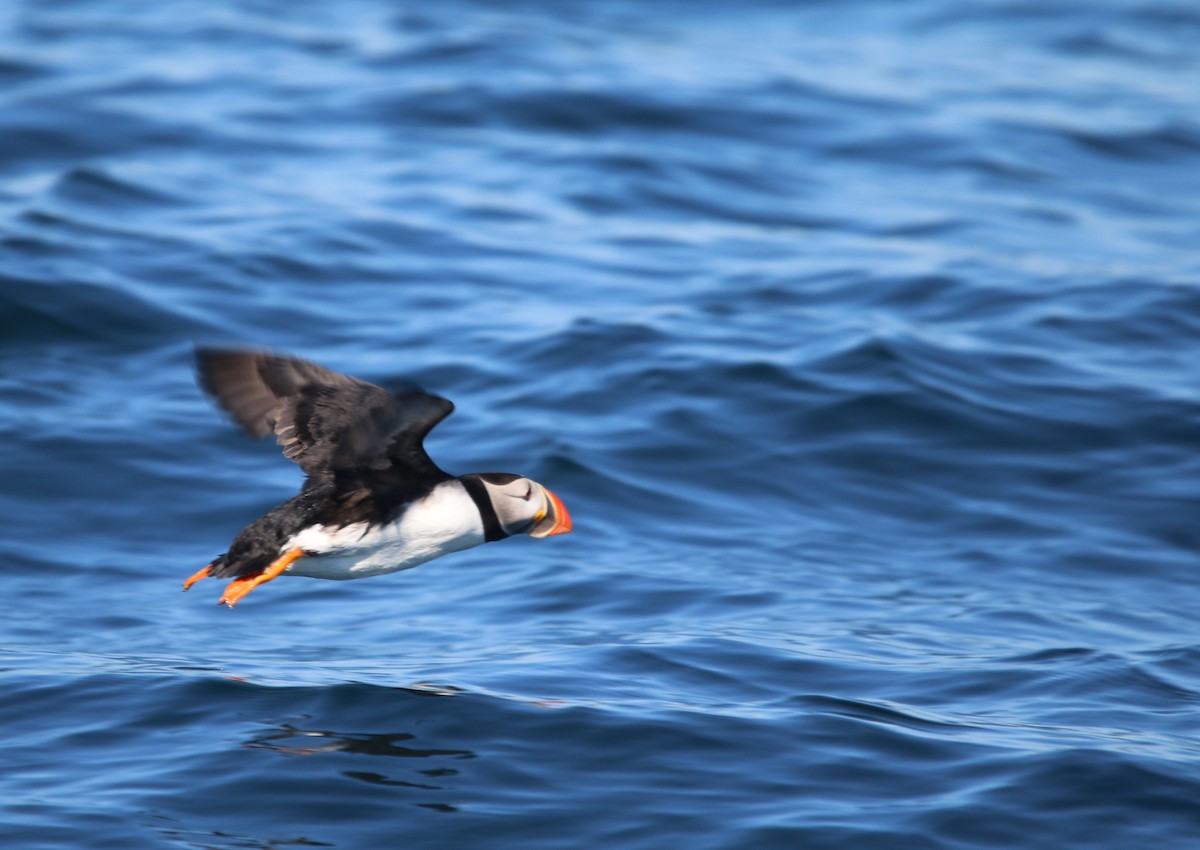 Atlantic Puffin - ML107725351