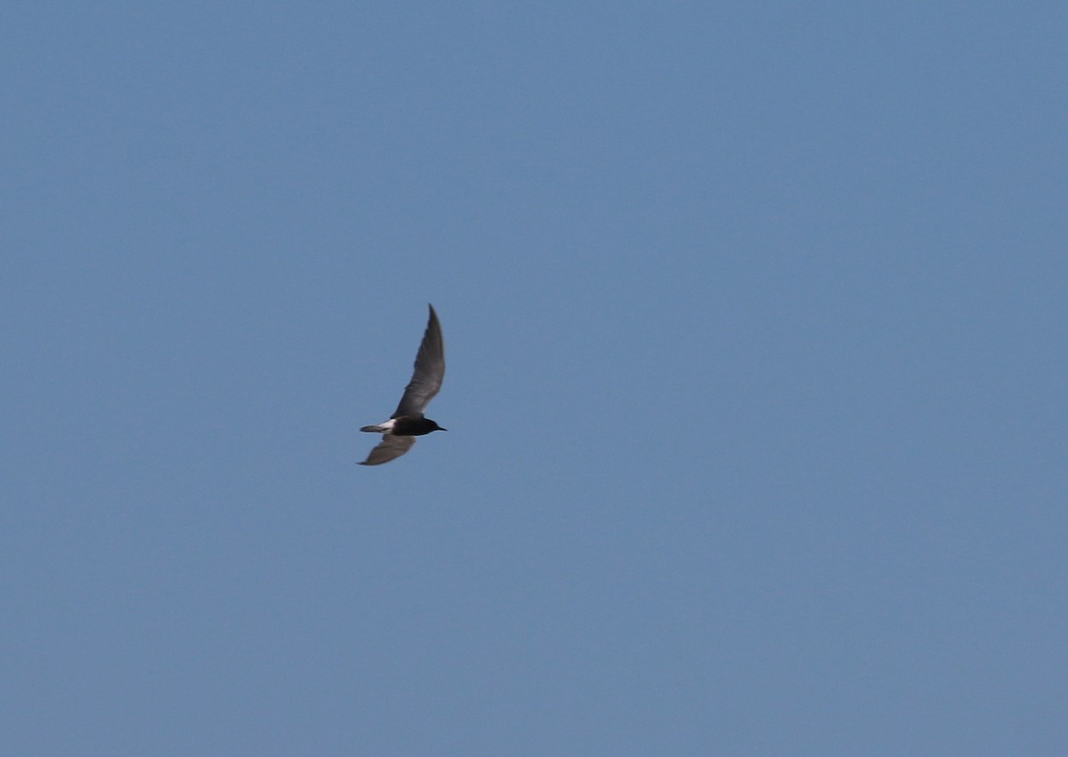 Black Tern - ML107725451