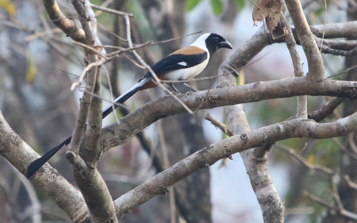 White-bellied Treepie - ML107726741