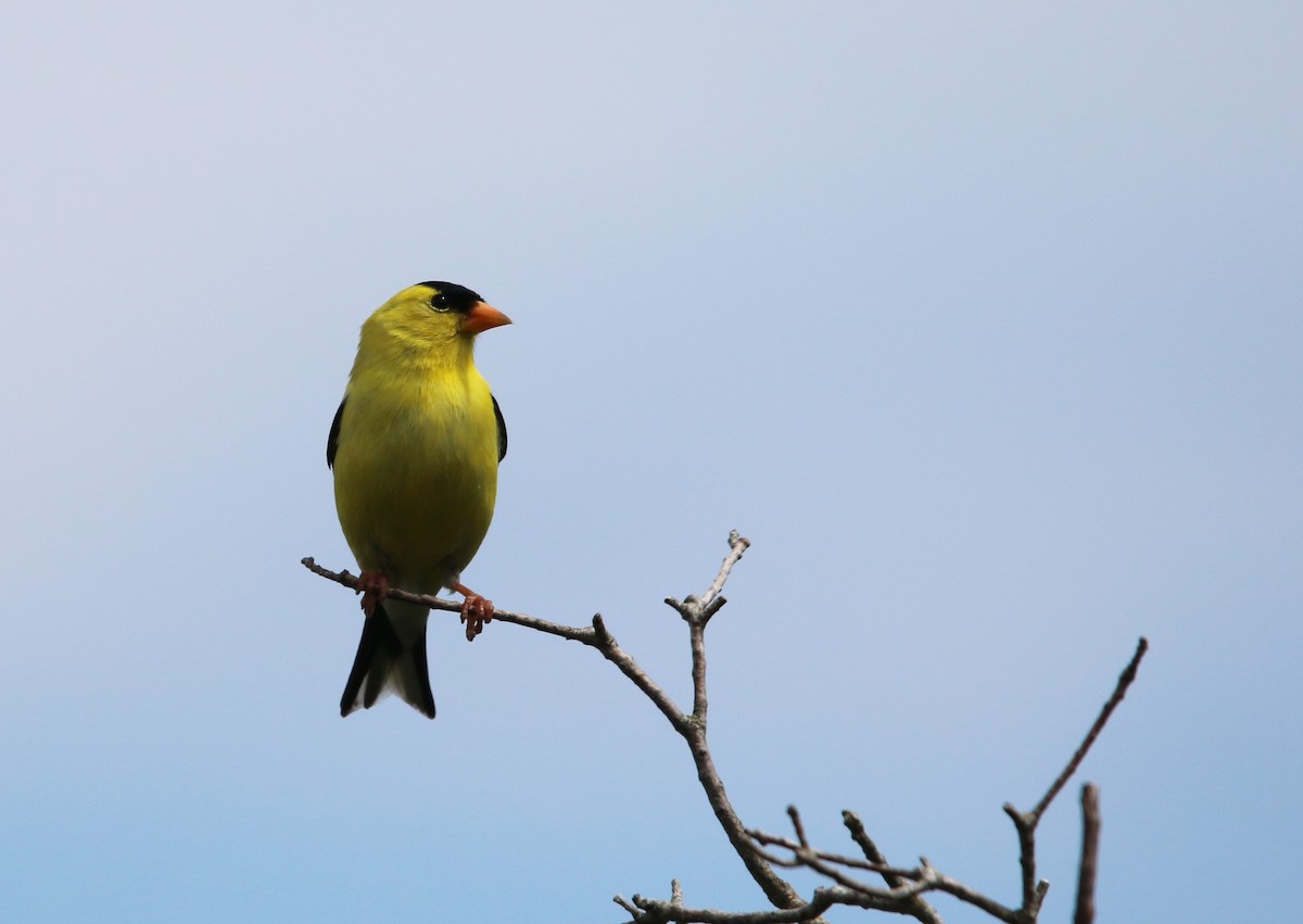 American Goldfinch - ML107727531