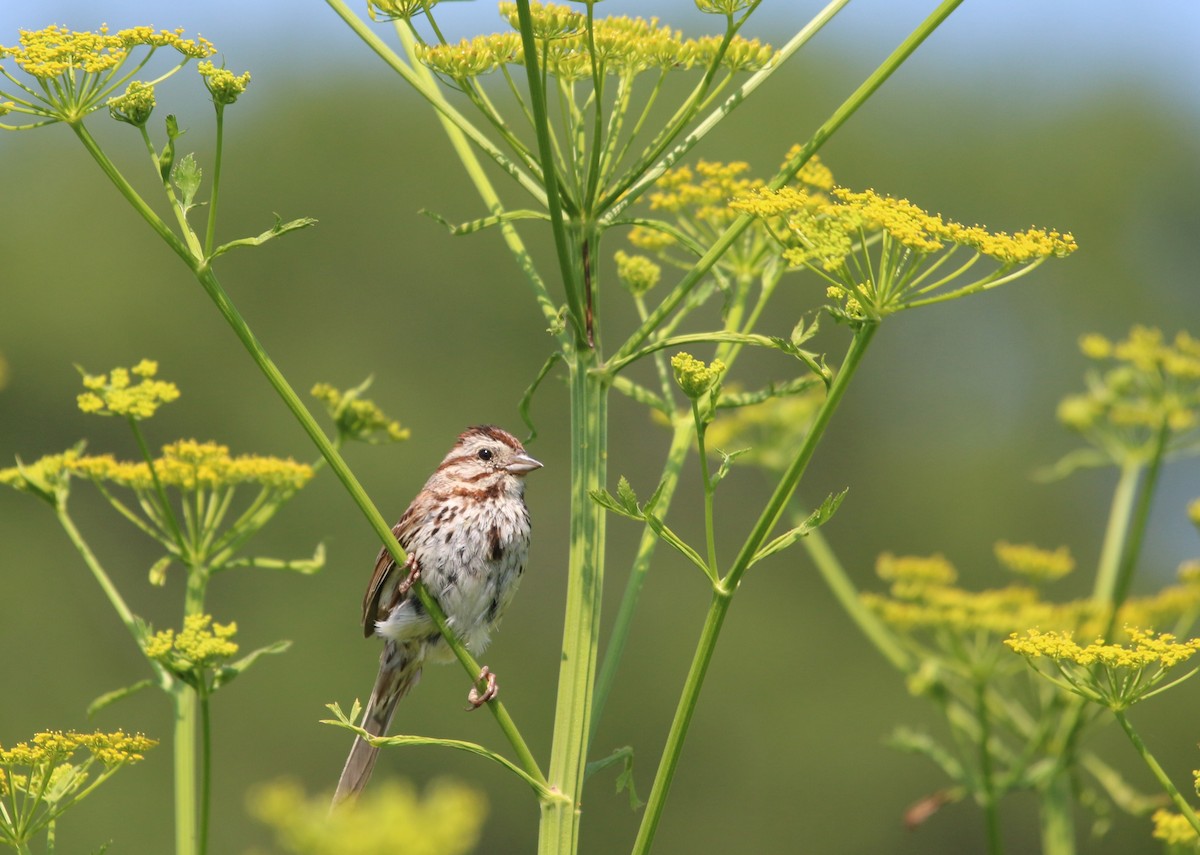 Song Sparrow - ML107728561