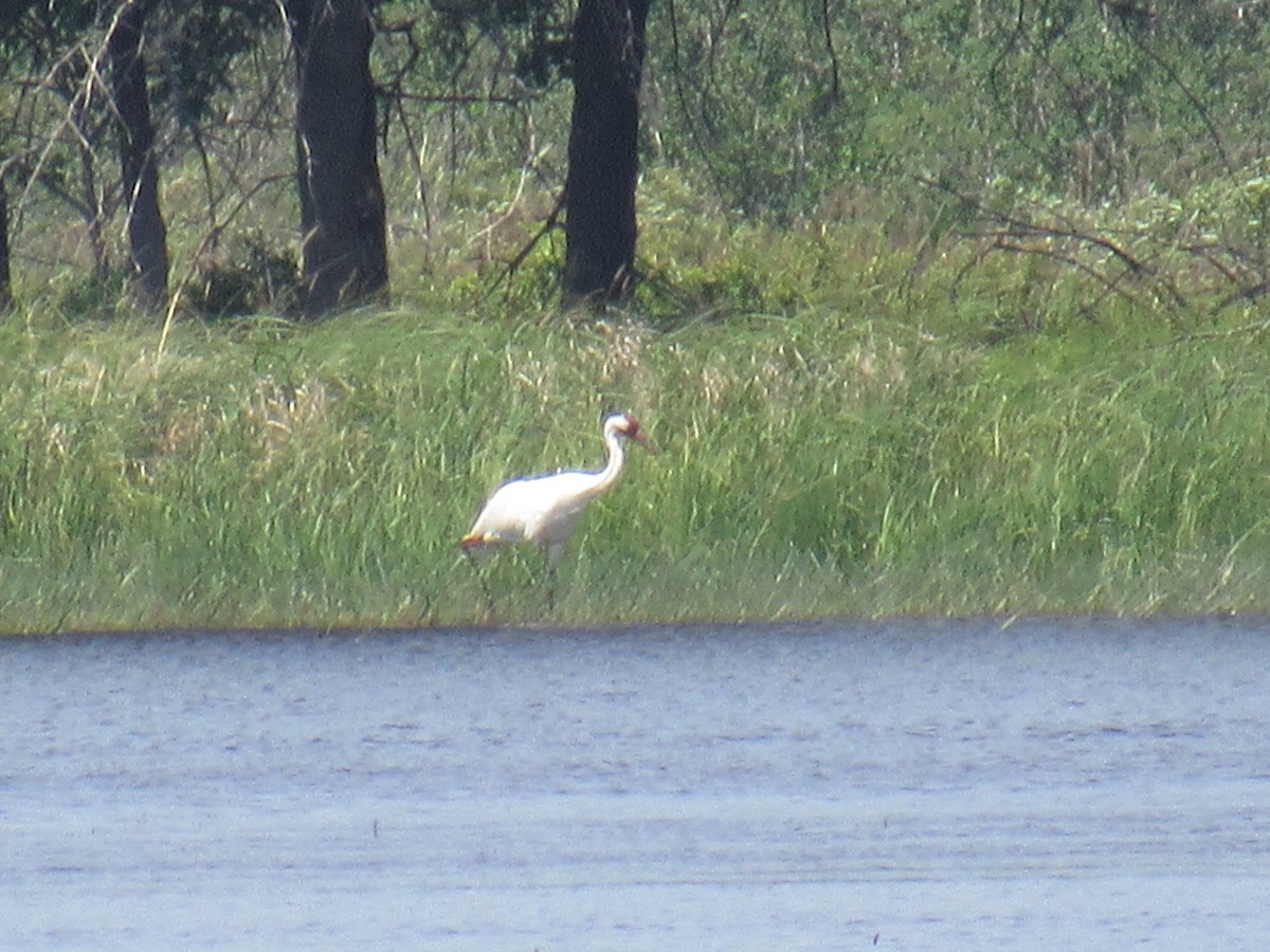 Whooping Crane - ML107728891