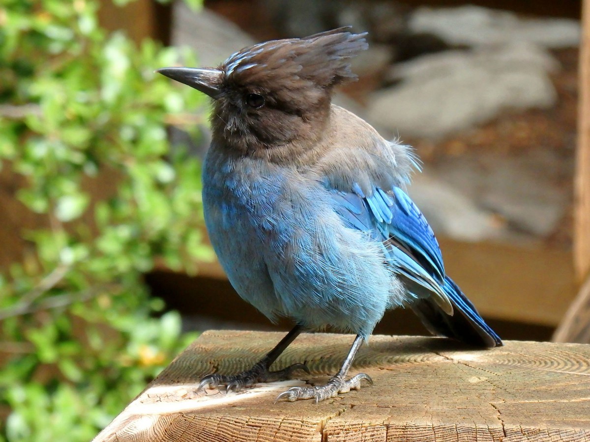 Steller's Jay - ML107728901